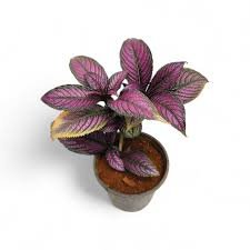 Strobilanthes Dyerianus